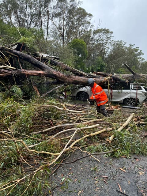 Emergency tree service