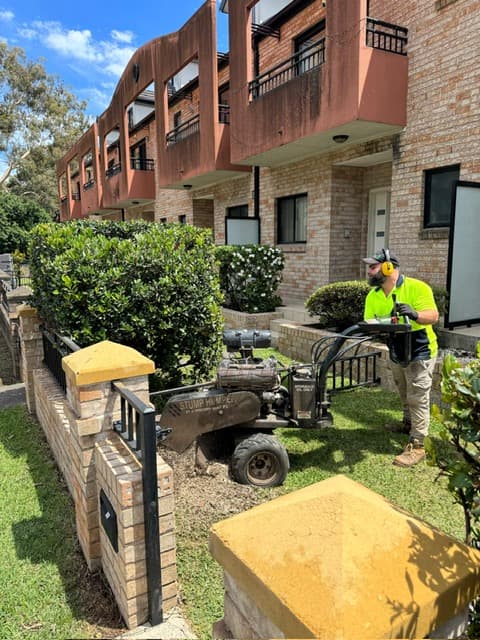 Stump grinding after tree removal in Sydney
