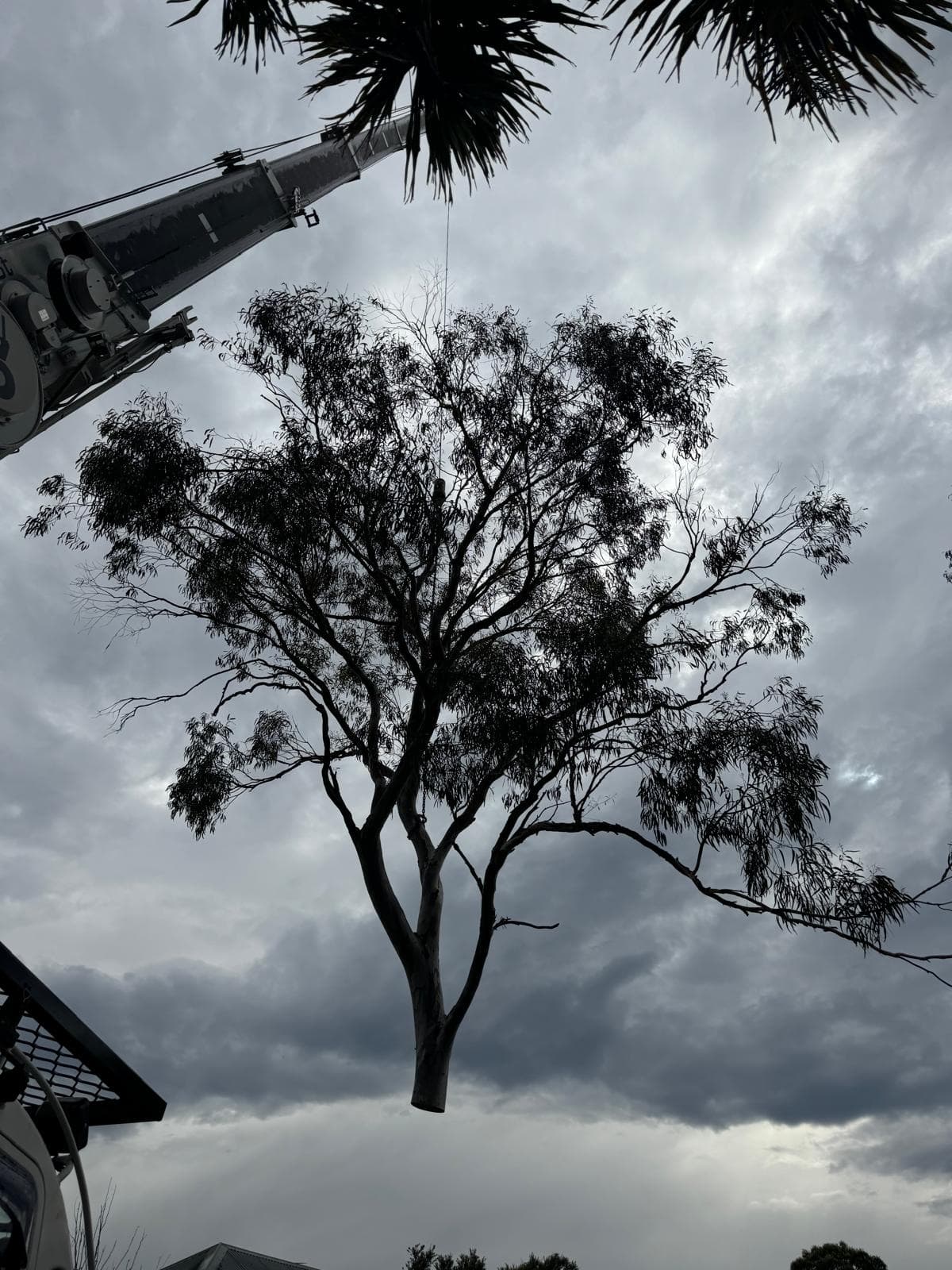 Tree branch removal