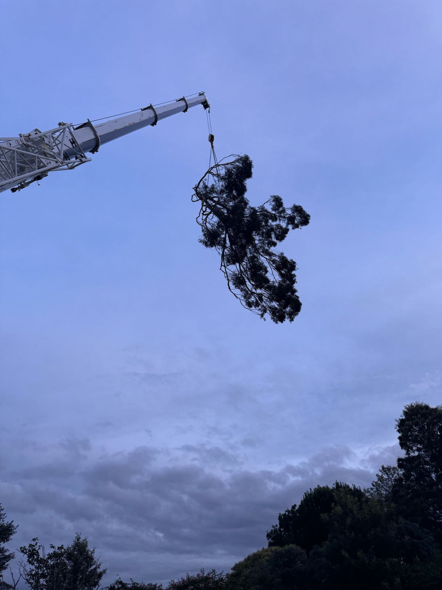 Tree branch removed safely with crane support