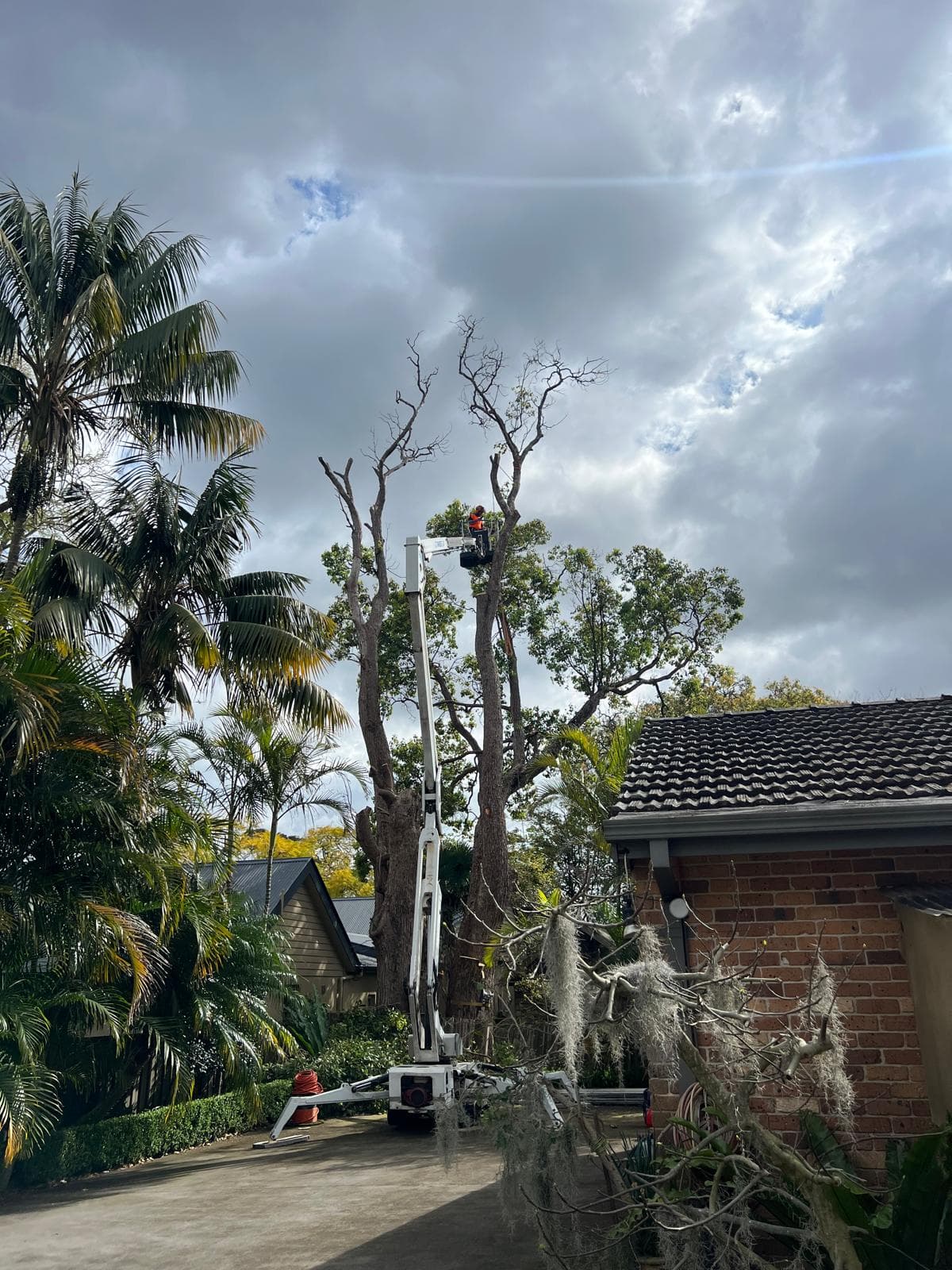 Professional tree felling operation with safety equipment and procedures