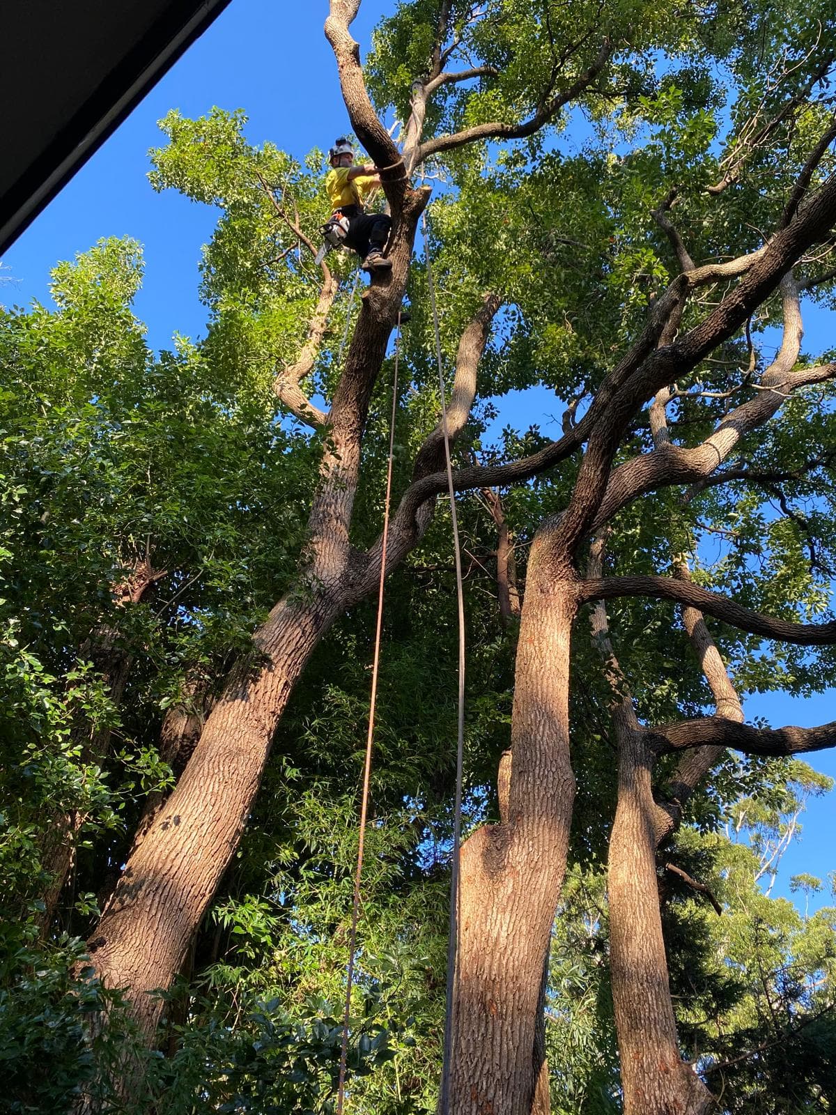 Tree pruning service