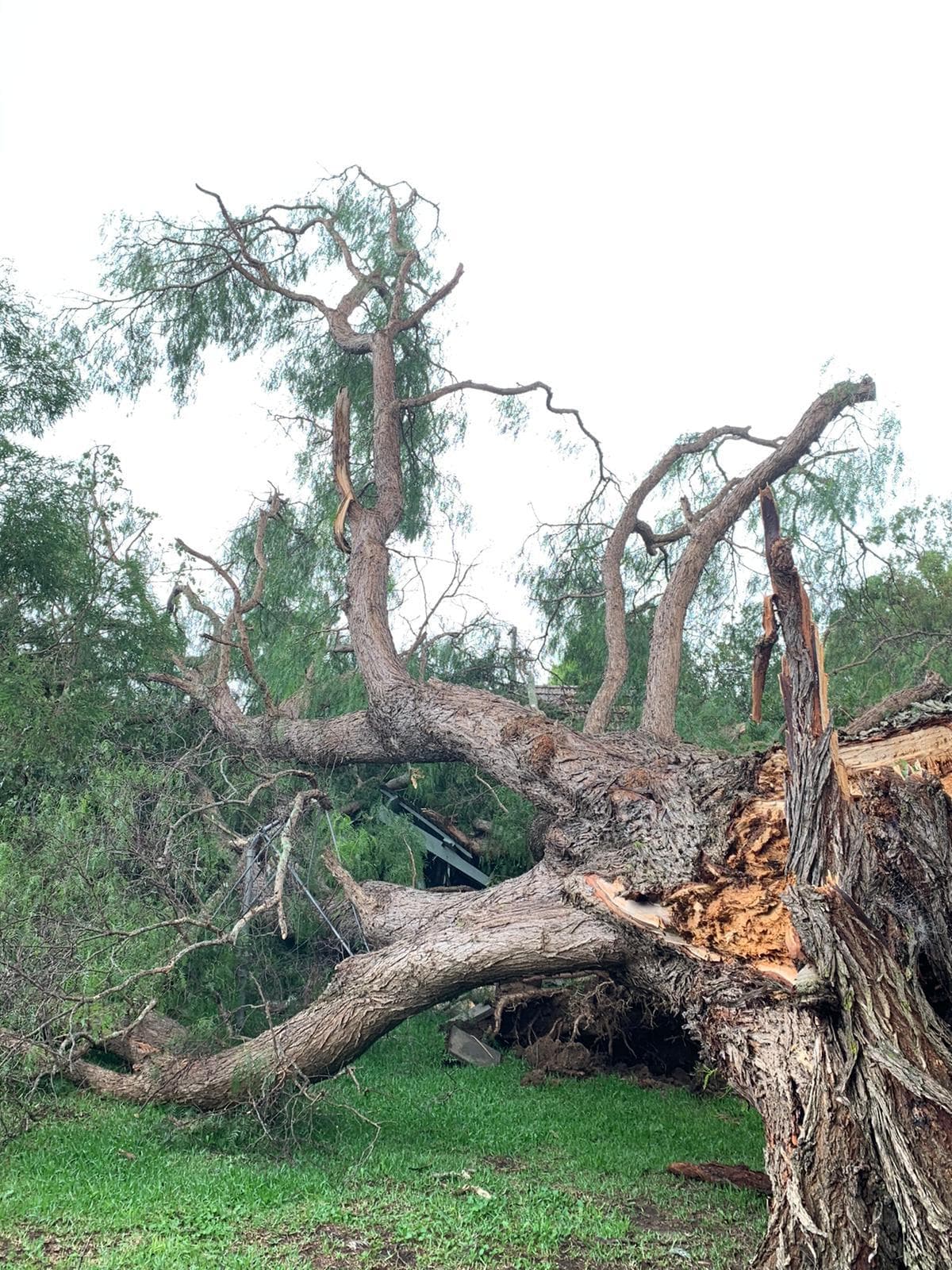 Large fallen tree removal after storm damage