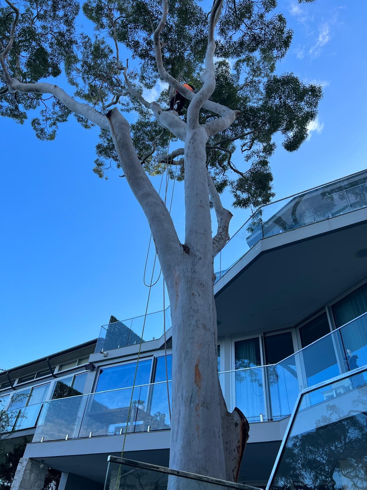 Tree removal