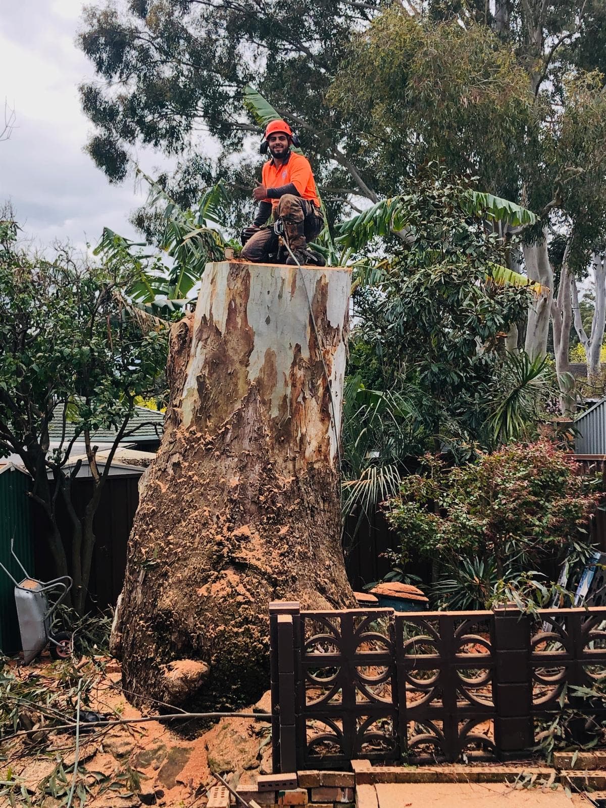 Completed tree removal with work area cleared