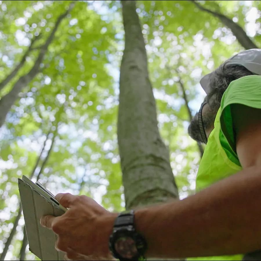 Professional Professional Arborist Services in the Hills District - Arborist Reports in Sydney's Hills District