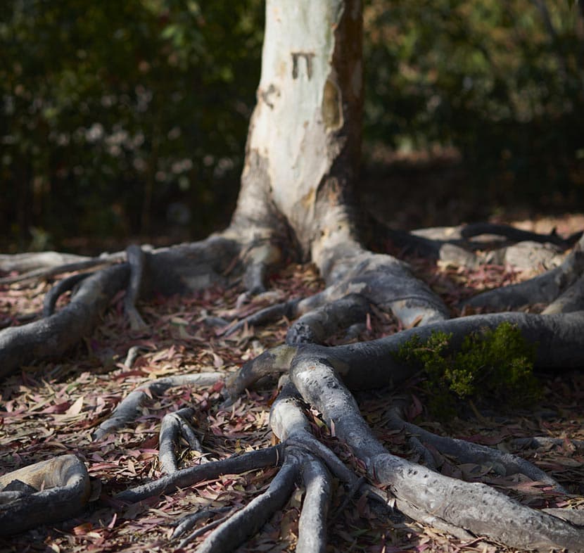 Professional Professional Arborist Services in the Hills District - Root Management in Sydney's Hills District