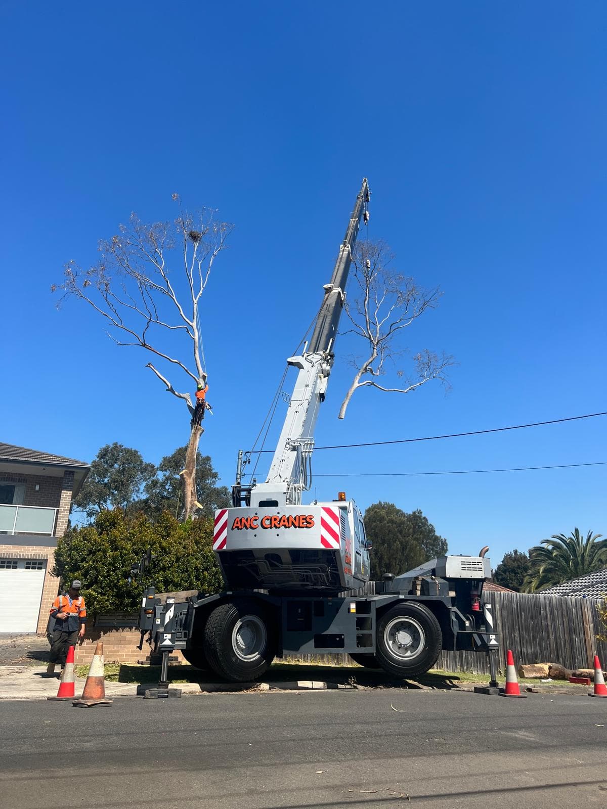 Professional Professional Emergency Tree Services in the Hills District - Power Line Clearance in Sydney's Hills District