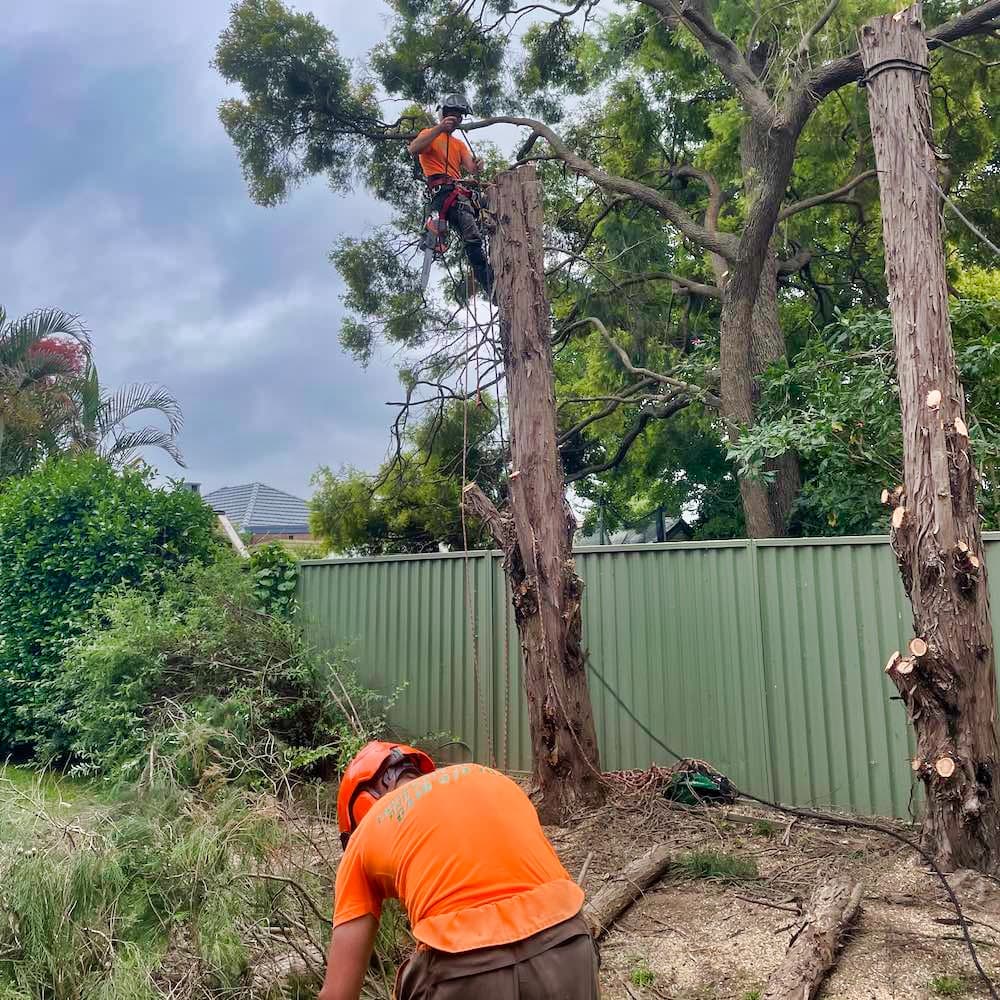 Professional Expert Land Clearing in the Hills District - Residential Block Clearing in Sydney's Hills District