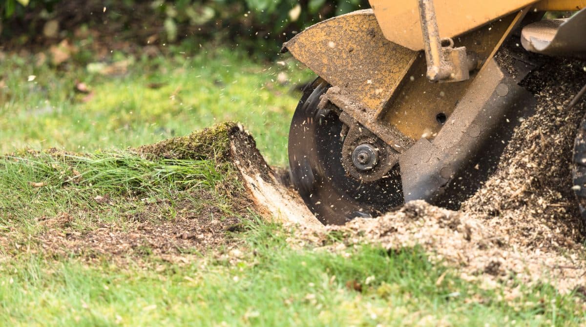 Treemendous Tree Care operator grinding tree stump in Sydney backyard