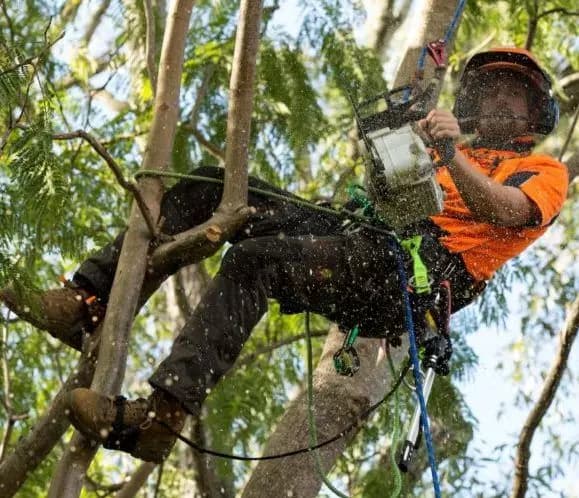 Professional Professional Tree Pruning in the Hills District - Crown Lifting in Sydney's Hills District