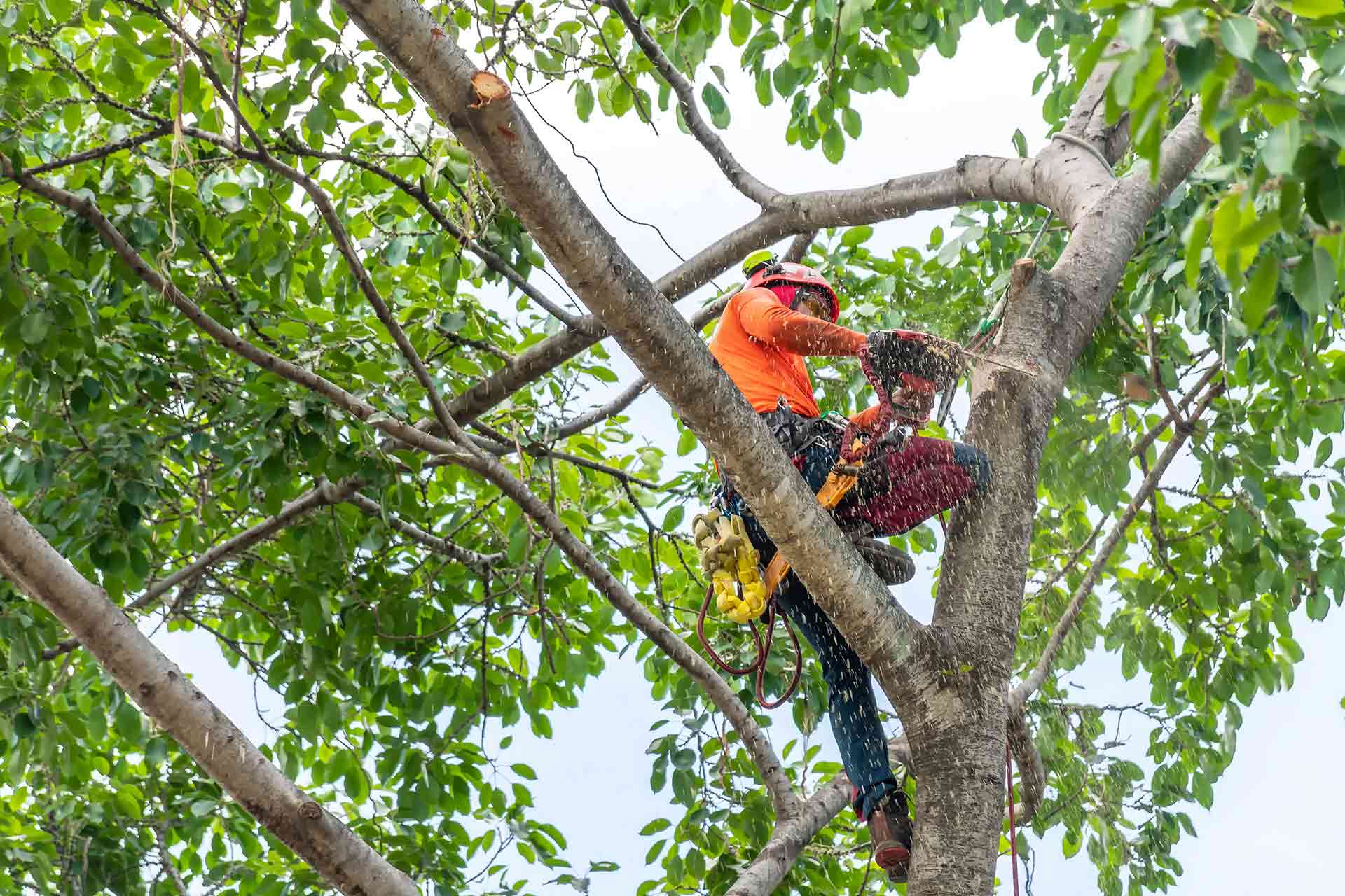 Professional Professional Tree Pruning in the Hills District - Crown Reduction in Sydney's Hills District