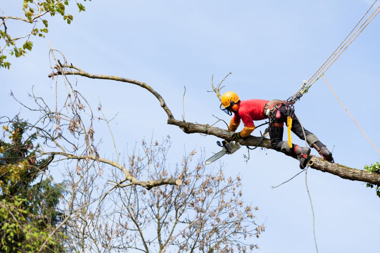 Professional Professional Tree Pruning in the Hills District - Deadwood Removal in Sydney's Hills District