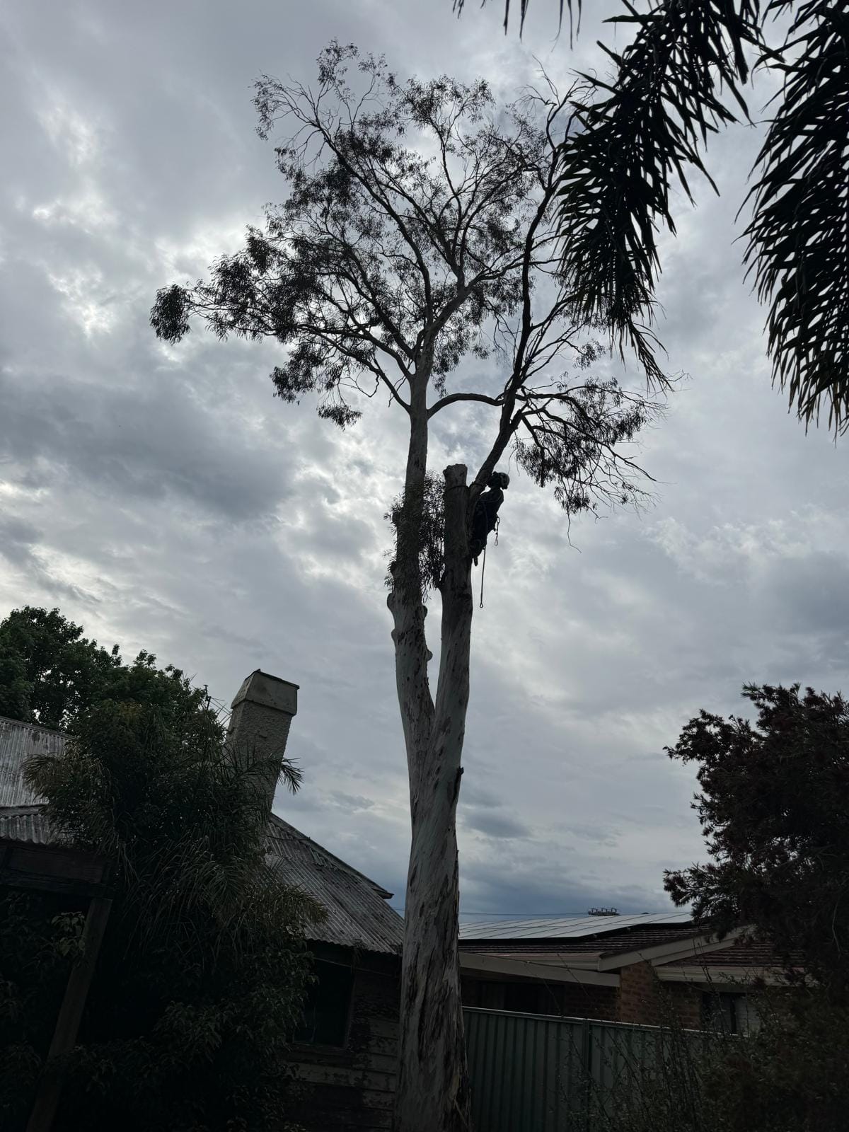 Professional land clearing project by Treemendous Tree Care in Sydney's Hills District - Project 6