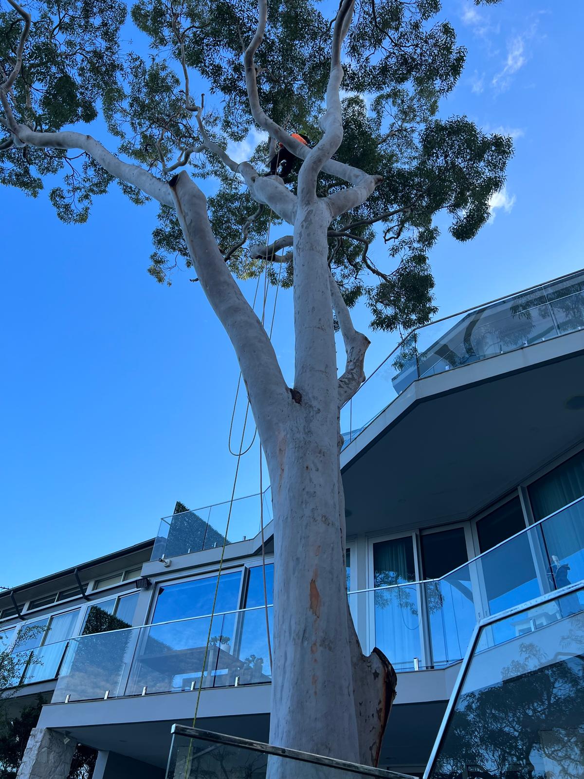 Arborist climbing a mature Sydney gum tree beside a multi-storey home