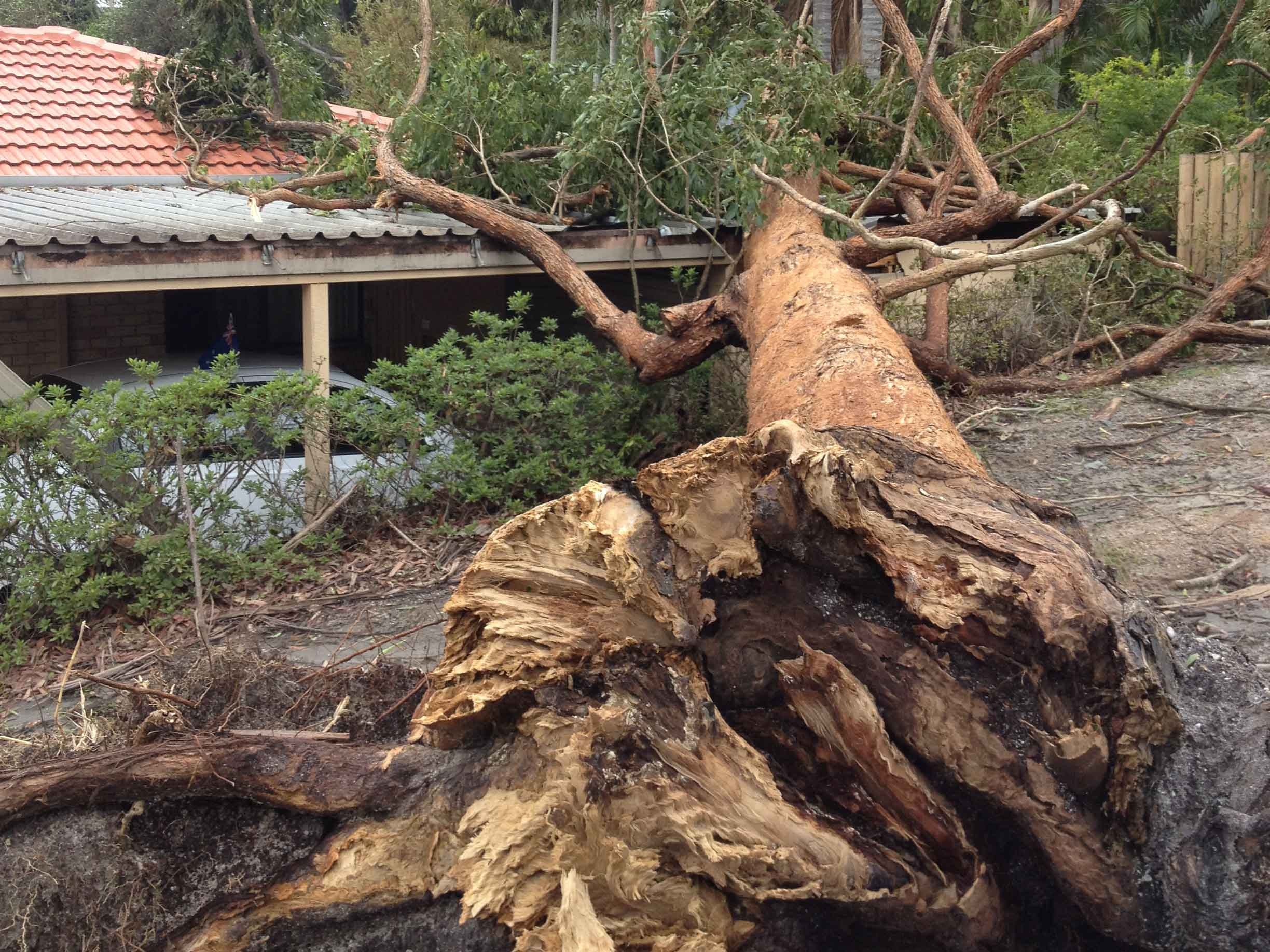 Emergency Guide: Managing Storm-Damaged Trees in Sydney's Hills District