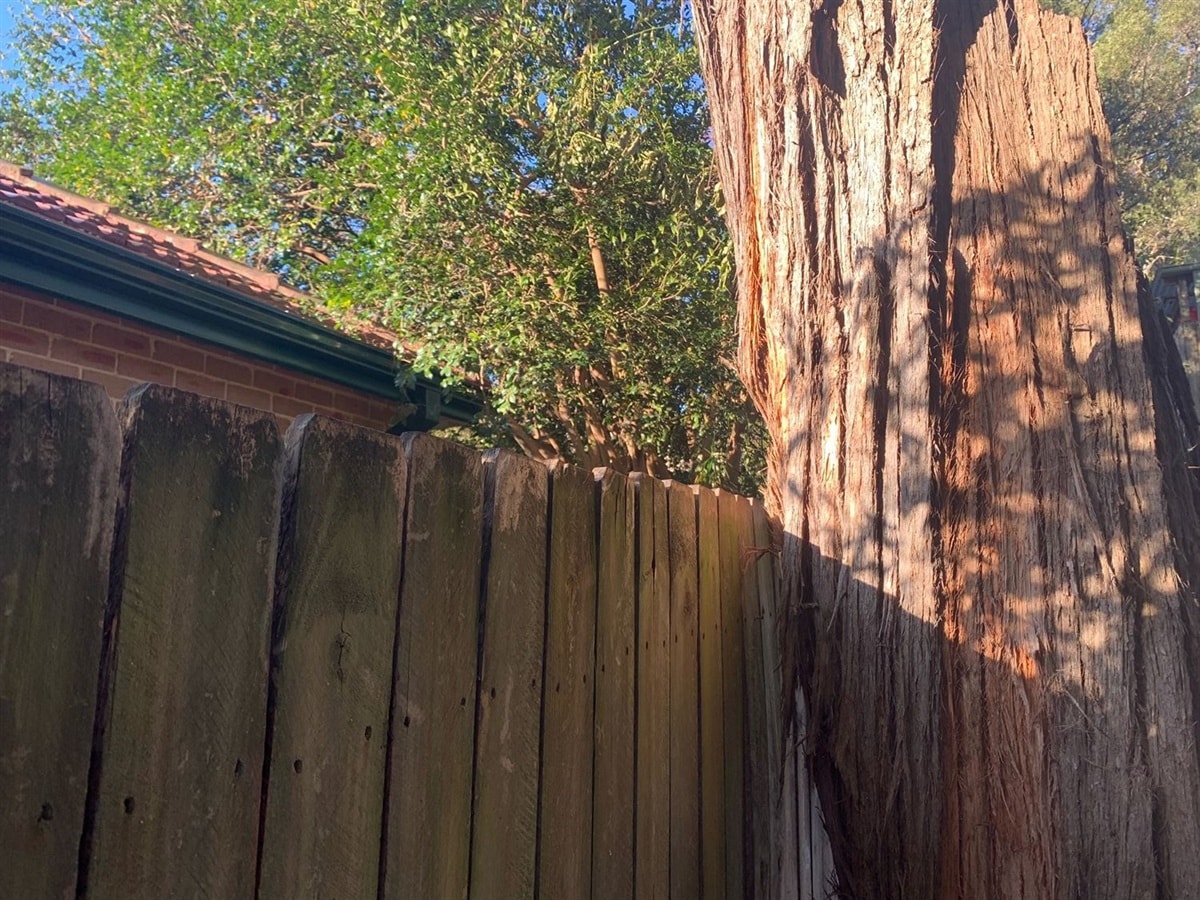 Tree Disputes with Neighbours: Legal Rights in the Hills District
