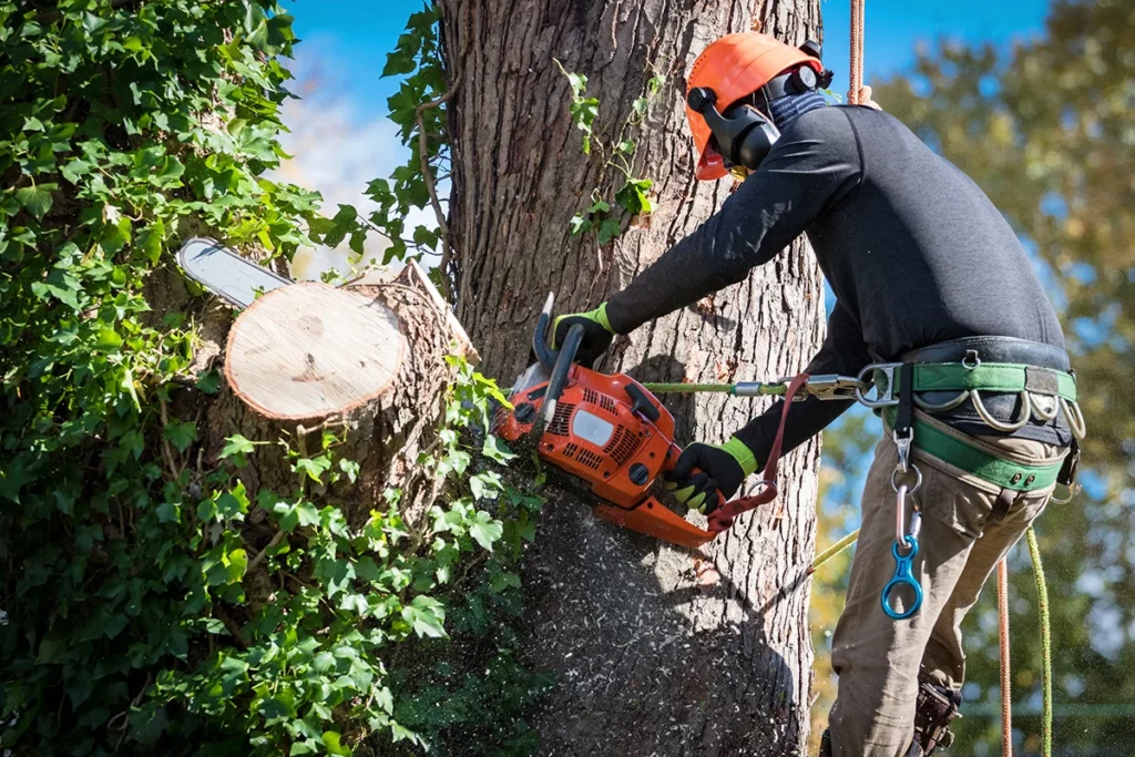 How Much Does Tree Removal Cost in Sydney's Hills District? Price Guide 2025