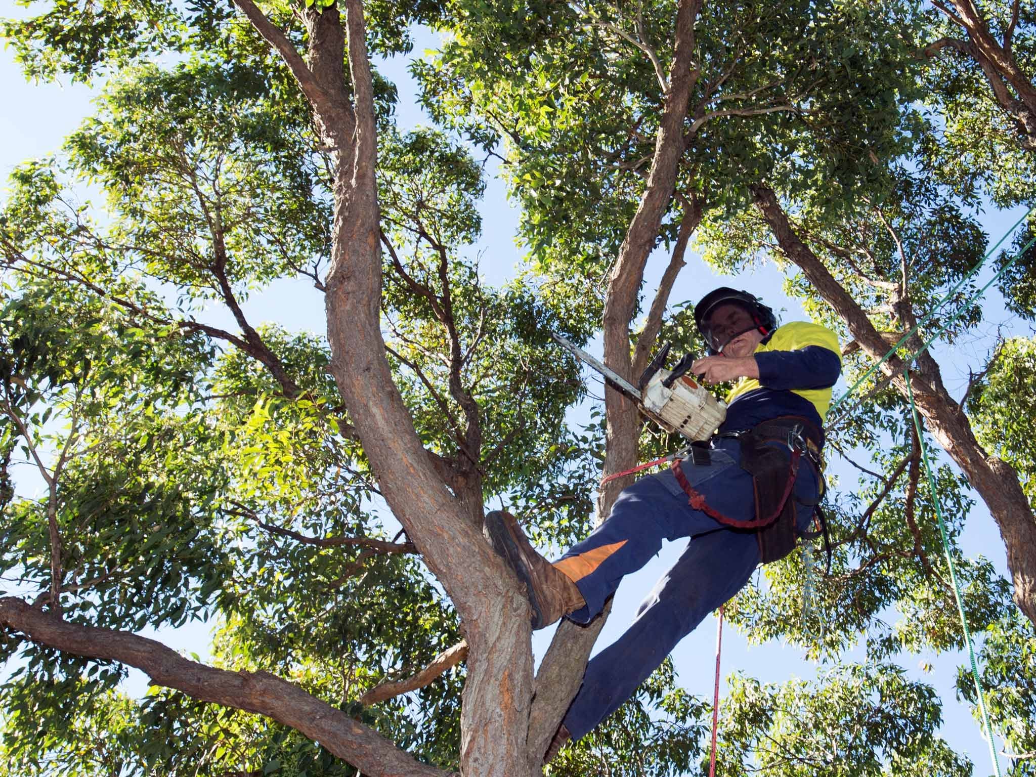 Tree Removal Regulations in the Hills District: What Homeowners Need to Know