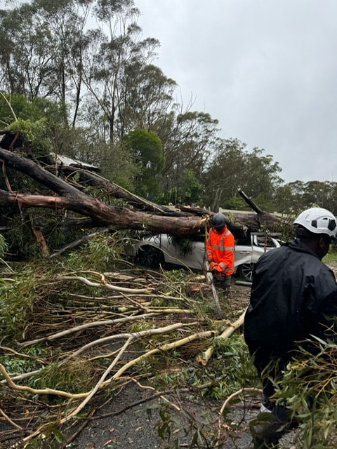 Storm-damaged tree cleanup in the Gladesville service area