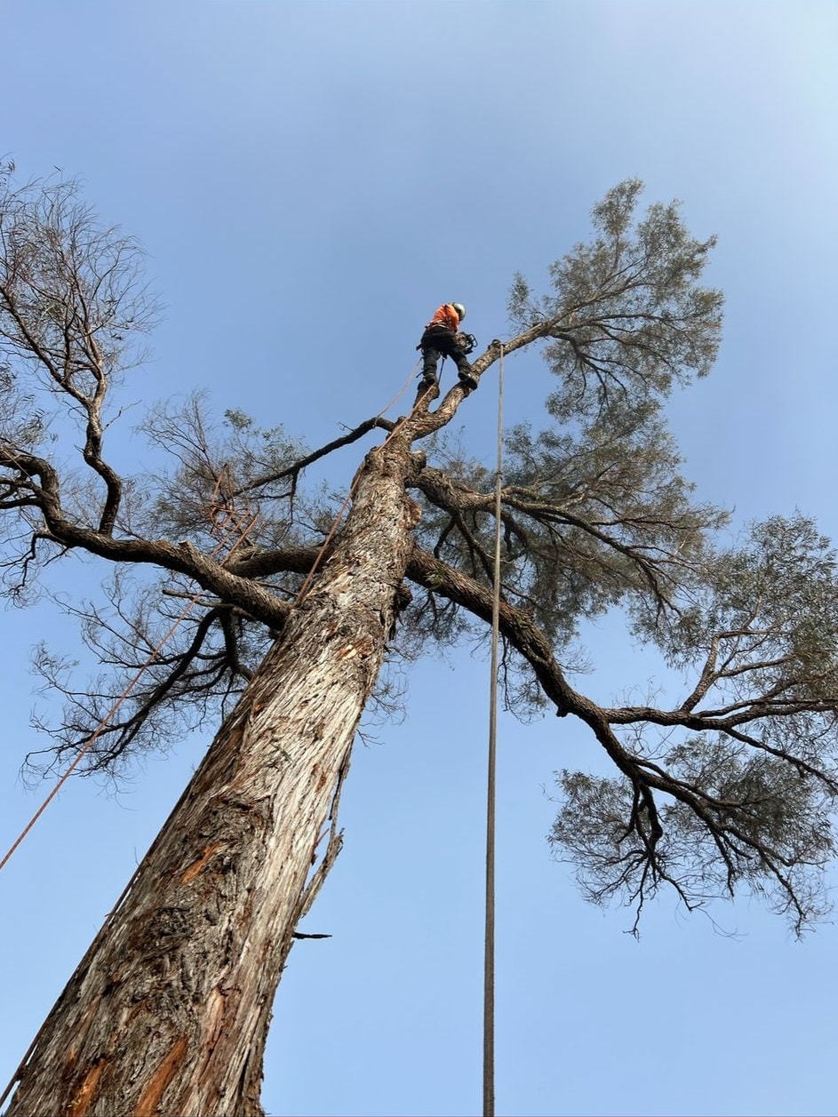 Rope-access arborist work in the West Ryde service area