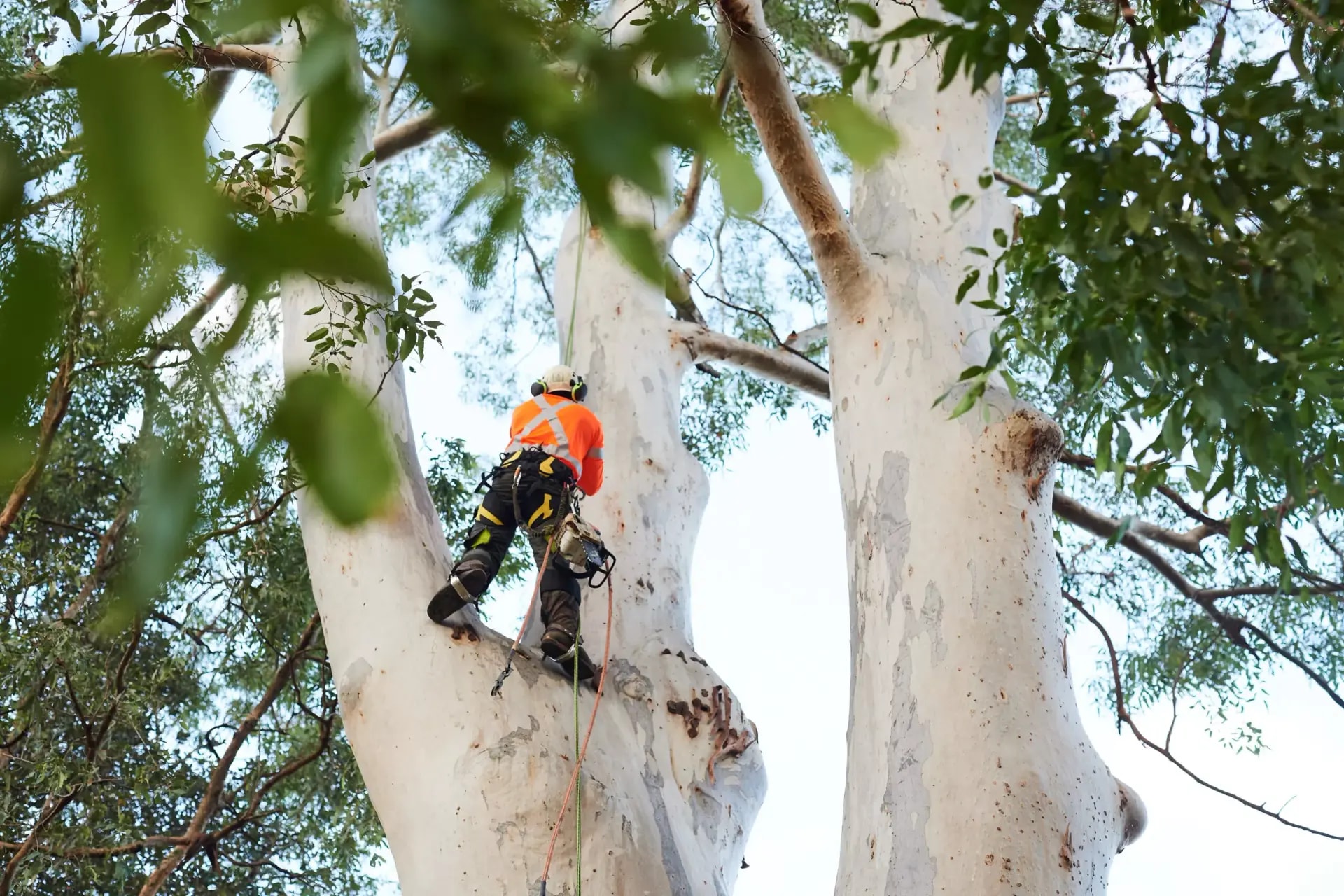 Professional tree services in North Epping by Treemendous Tree Care