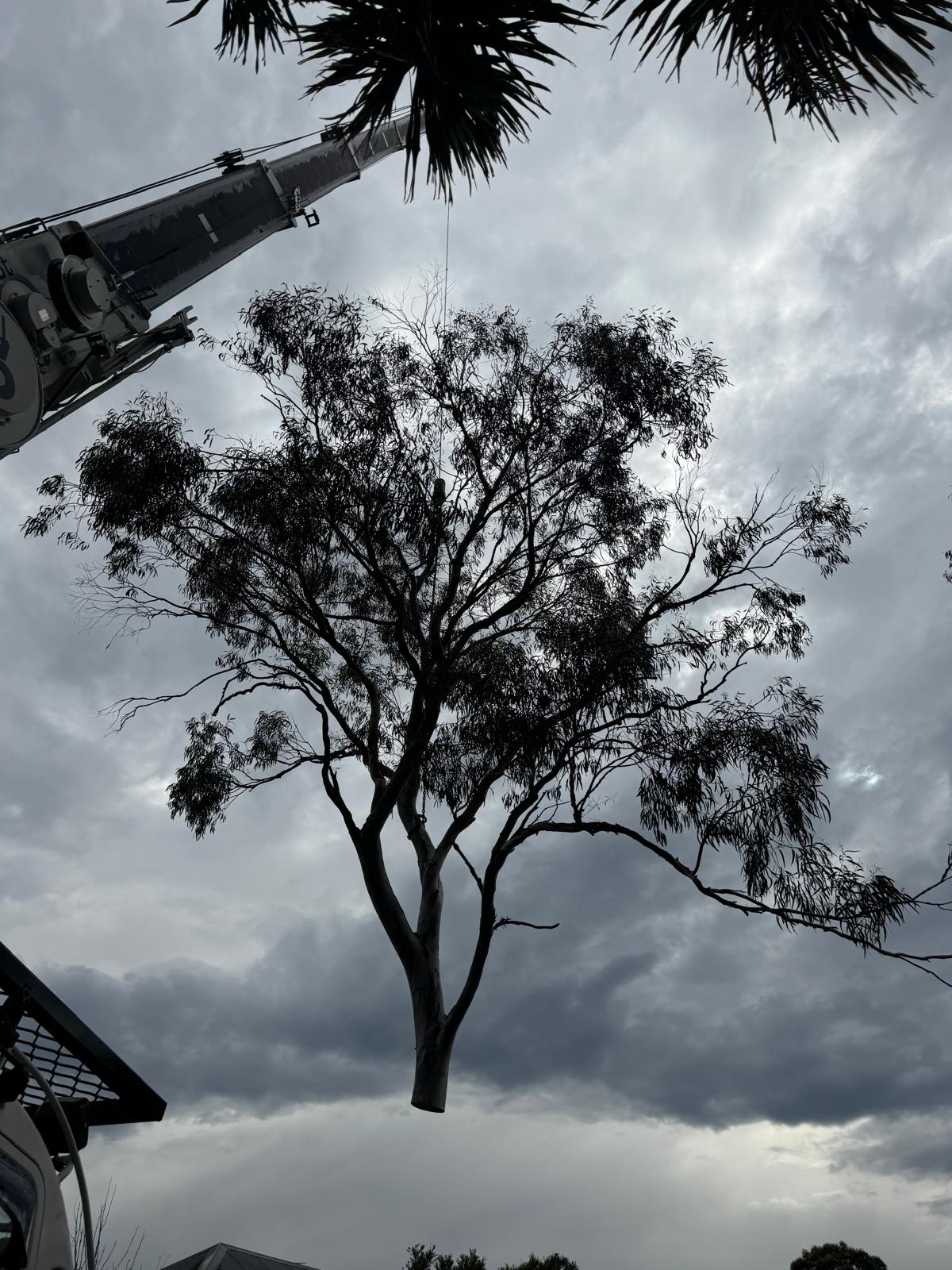 Treemendous Tree Care team working safely on a tree removal project