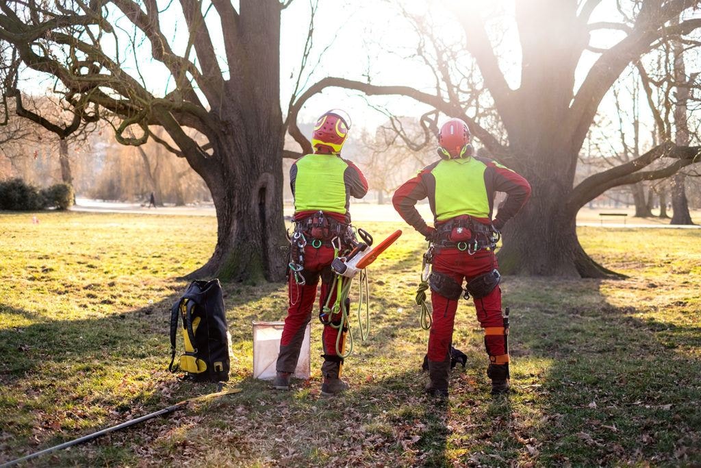 Tree Risk Assessment