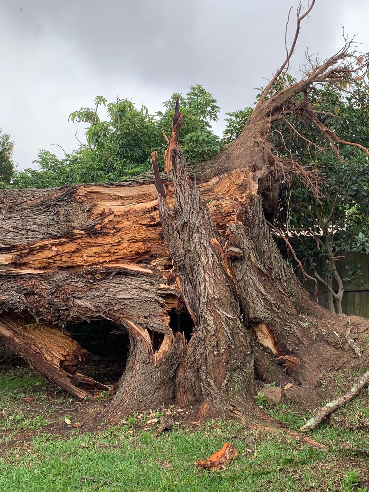 Large fallen gum with exposed root plate in the Beecroft service area