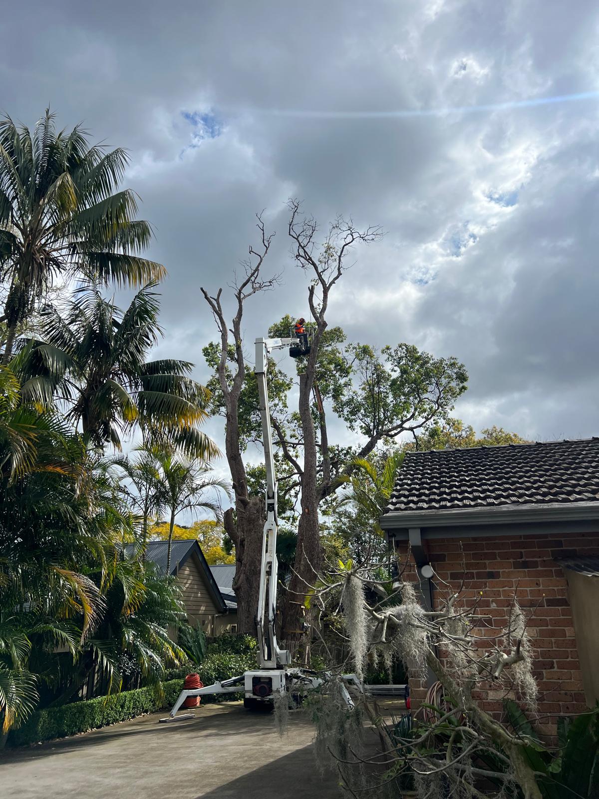 Elevated platform tree felling in the Ermington service area