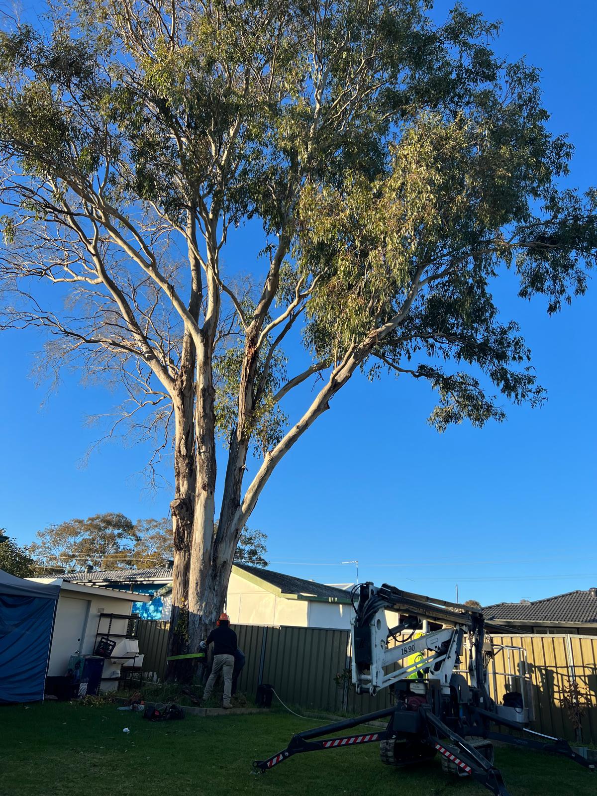 Equipment-assisted gum removal in the Epping service area