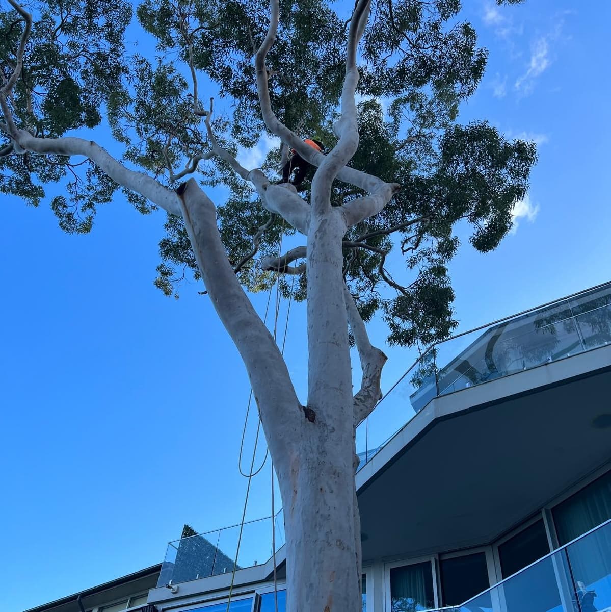 Tree services in Cabramatta West