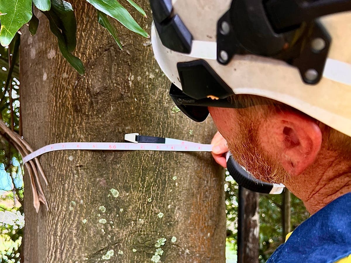 Treemendous Tree Care arborist conducting tree assessment in Sydney