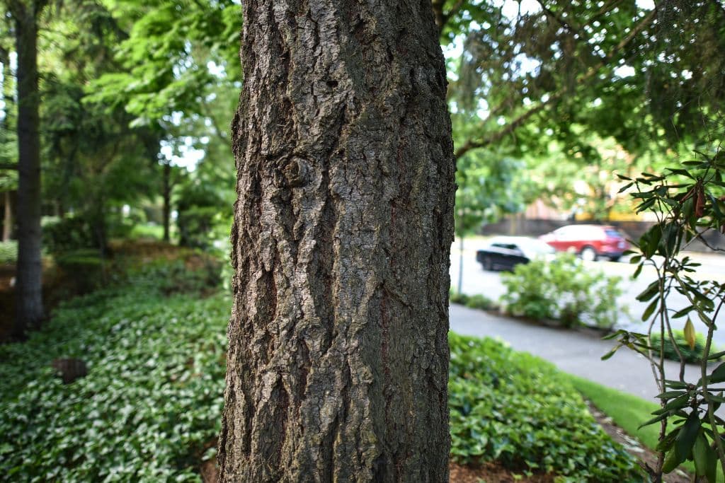 Tree Health Assessments