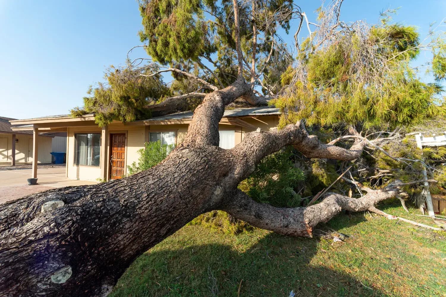 Treemendous Tree Care emergency crew removing fallen tree in Sydney