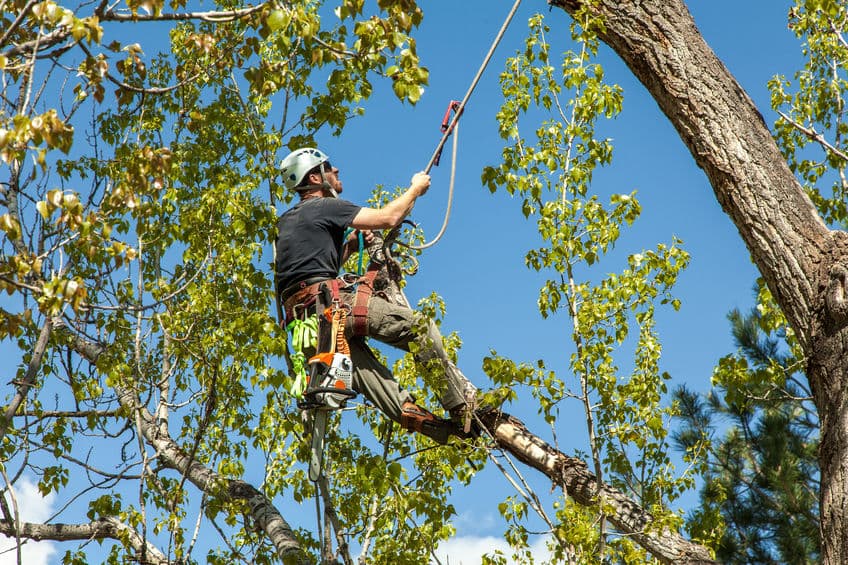 Canopy Thinning