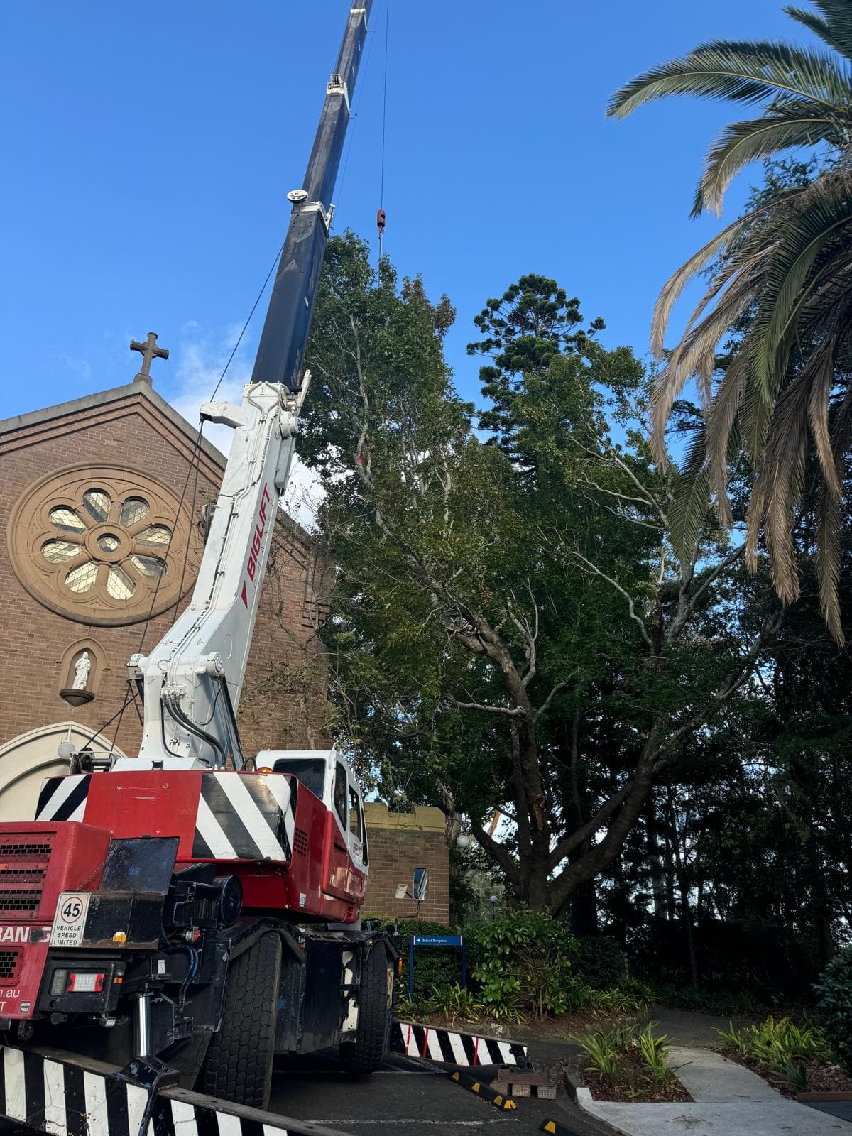Council-Approved Tree Removal